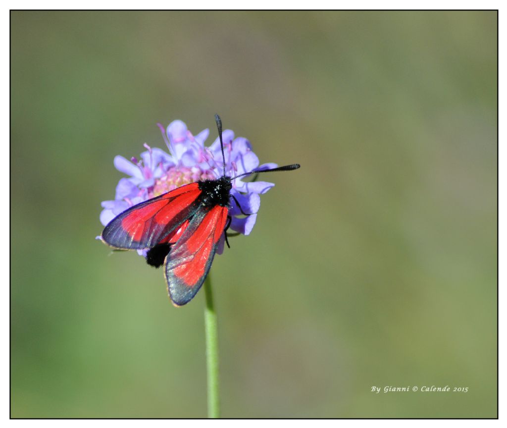 Quale Zygaena? Zygaena (Mesembrynus) purpuralis